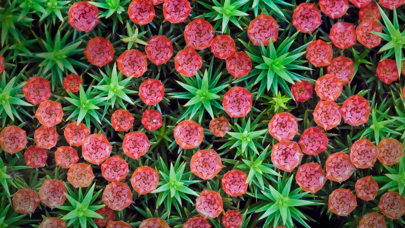 Bristly haircap moss (Polytrichum piliferum), Nijmegen, Netherlands (© Misja Smits/Minden Pictures)(Bing United Kingdom)