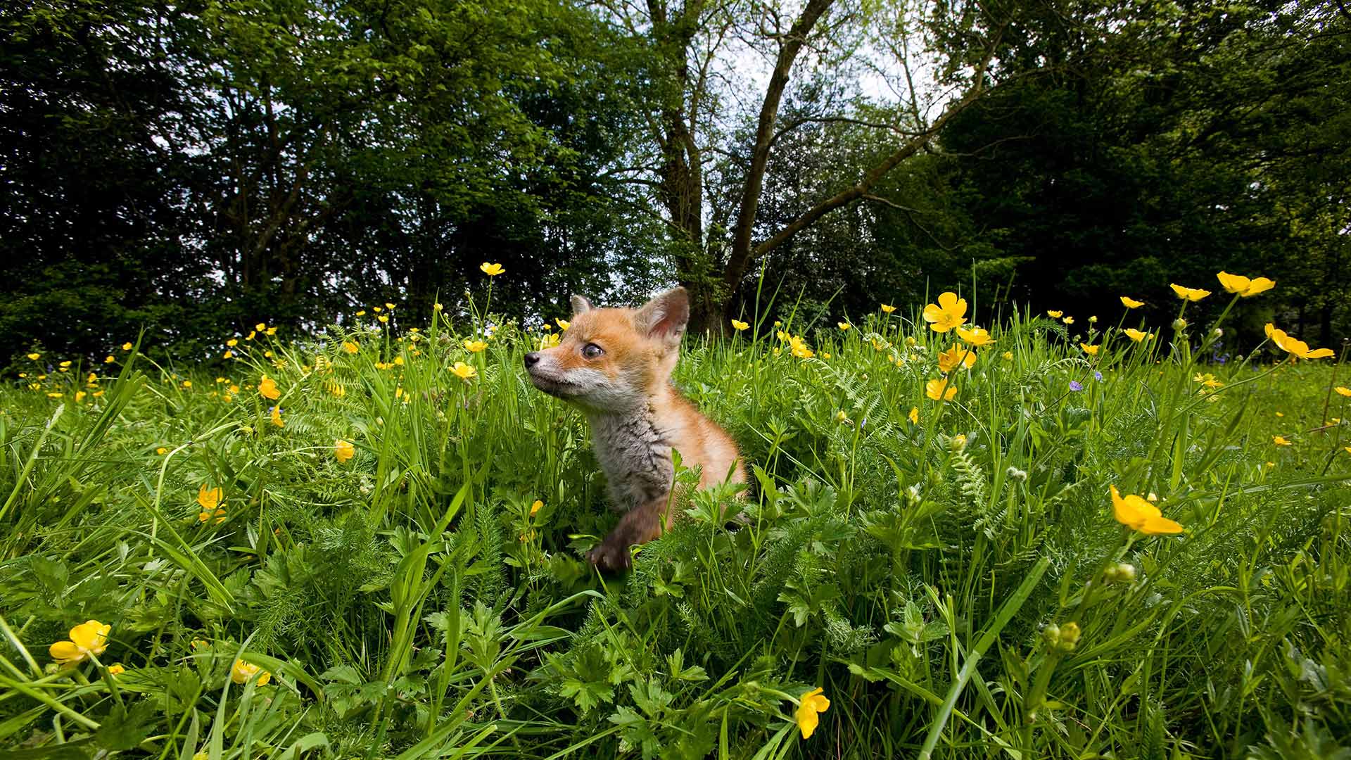 Renardeau dans une prairie fleurie en Normandie (© Gerard Lacz/Alamy Stock Photo)(Bing France)
