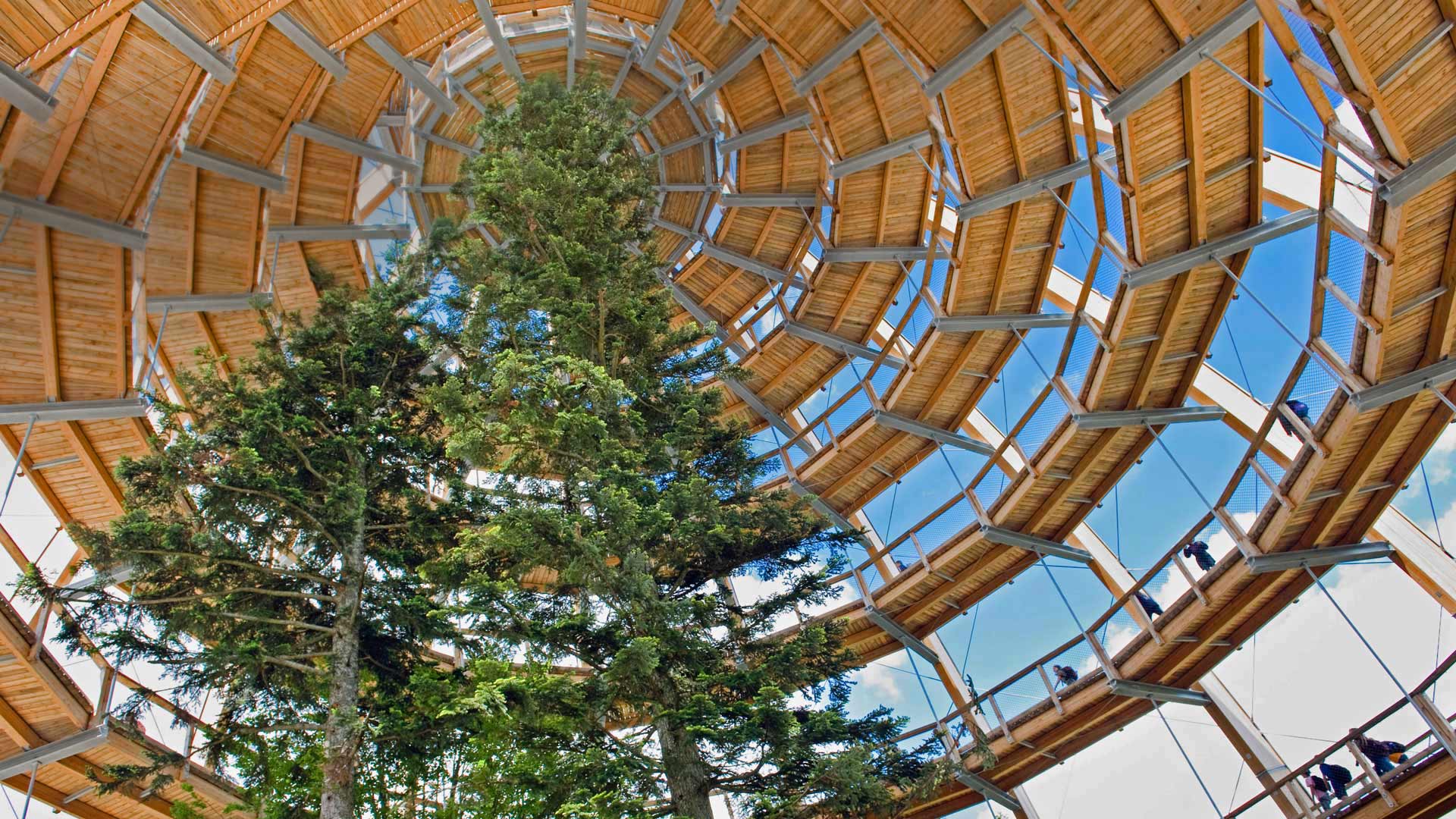 A treetop walkway in the Bavarian Forest National Park, Neuschönau, Germany (© imageBROKER/Alamy)(Bing United Kingdom)