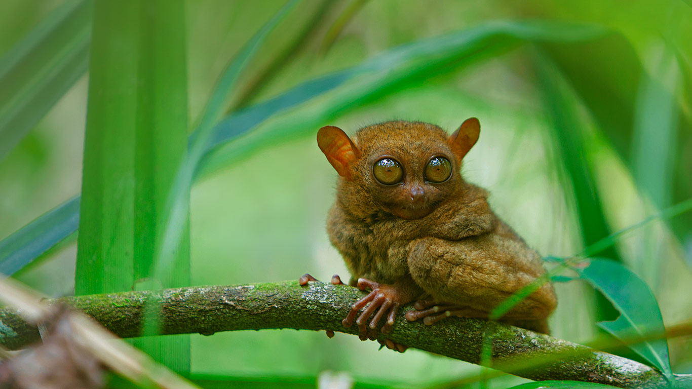 A tarsier at rest, Bohol Island, Philippines (© Deddeda/Getty Images)(Bing United Kingdom)