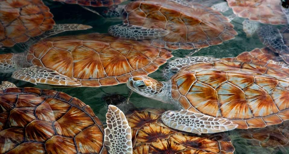 Tortues vertes dans la baie de Boatswain, île de Grand Cayman (© Stephen Frink/Corbis) &copy; (Bing France)