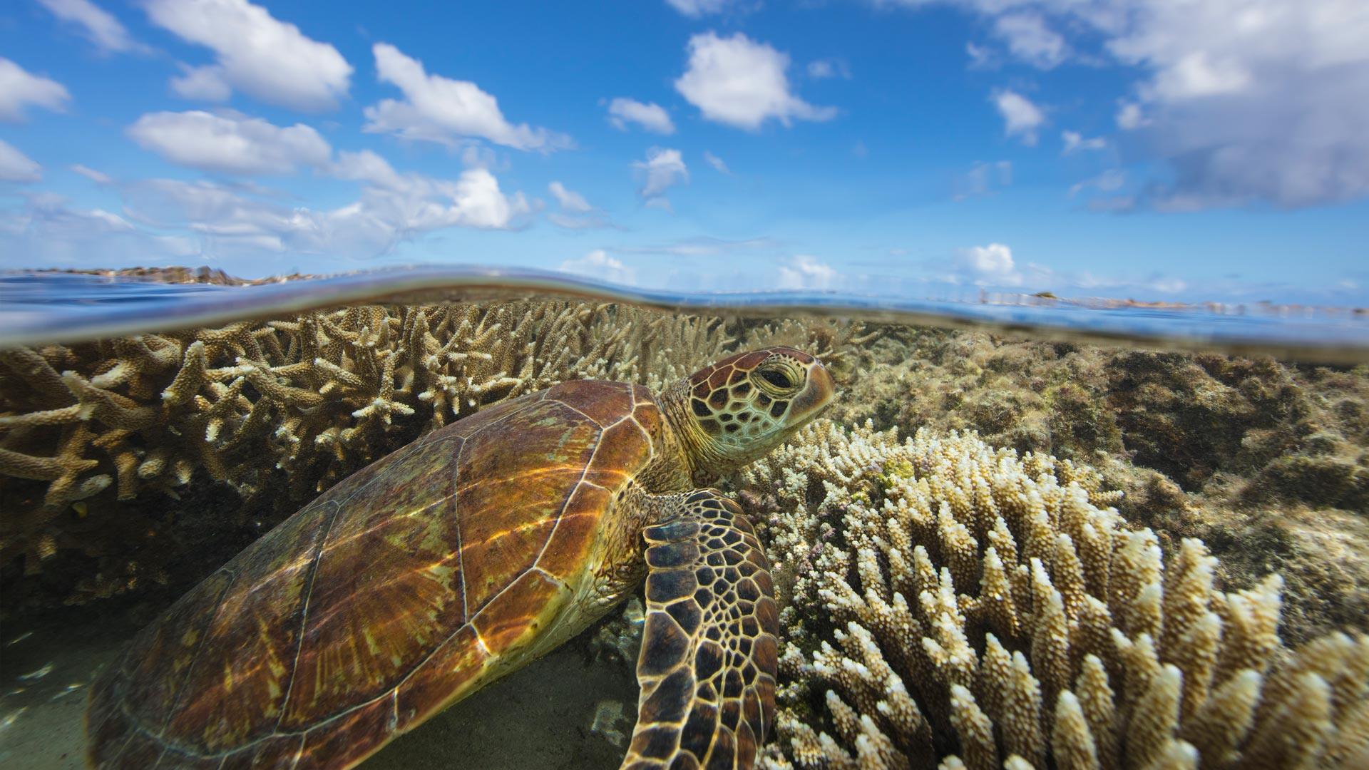 Green turtle swimming over a coral reef, Lady Elliot Island, Queensland (© seanscott/Getty Images)(Bing Australia)