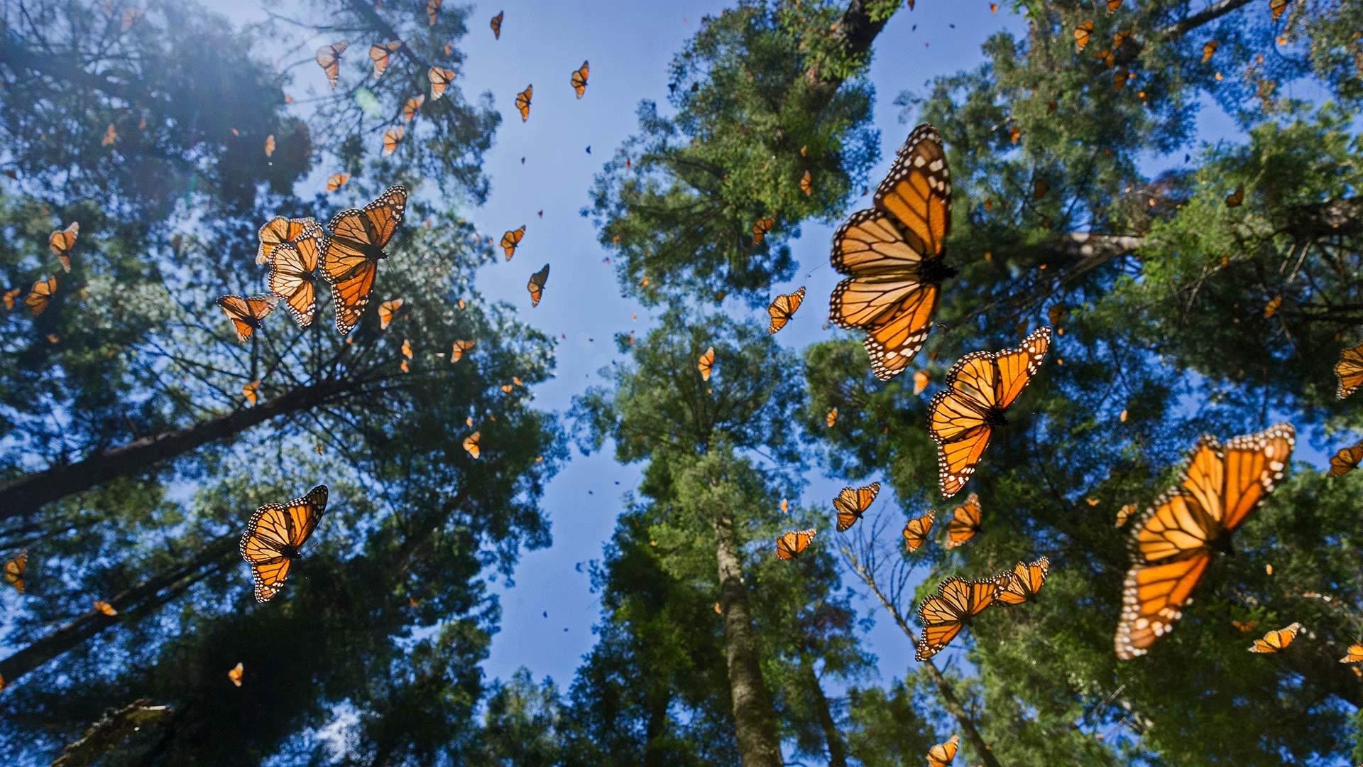 Monarchfalter im Biosphärenreservat Mariposa Monarca, Angangueo, Mexiko (© Sylvain Cordier/Minden Pictures)(Bing Deutschland)