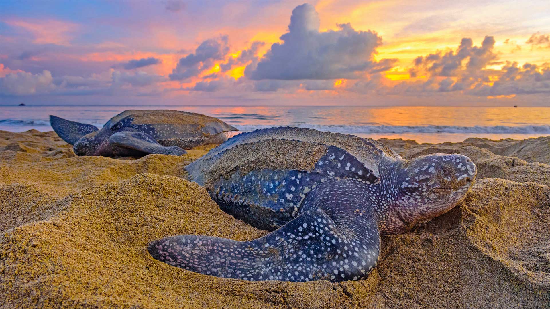 Leatherback sea turtles in Trinidad and Tobago (© Shane P. White/Minden Pictures)(Bing United Kingdom)