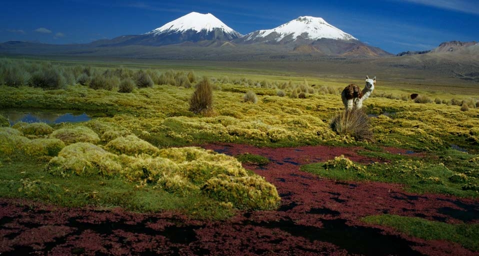 An alpaca standing in the shadow of Pomerape and Parinacota volcanoes in Sajama National Park, Bolivia -- Patrick Escudero/Corbis &copy; (Bing Canada)
