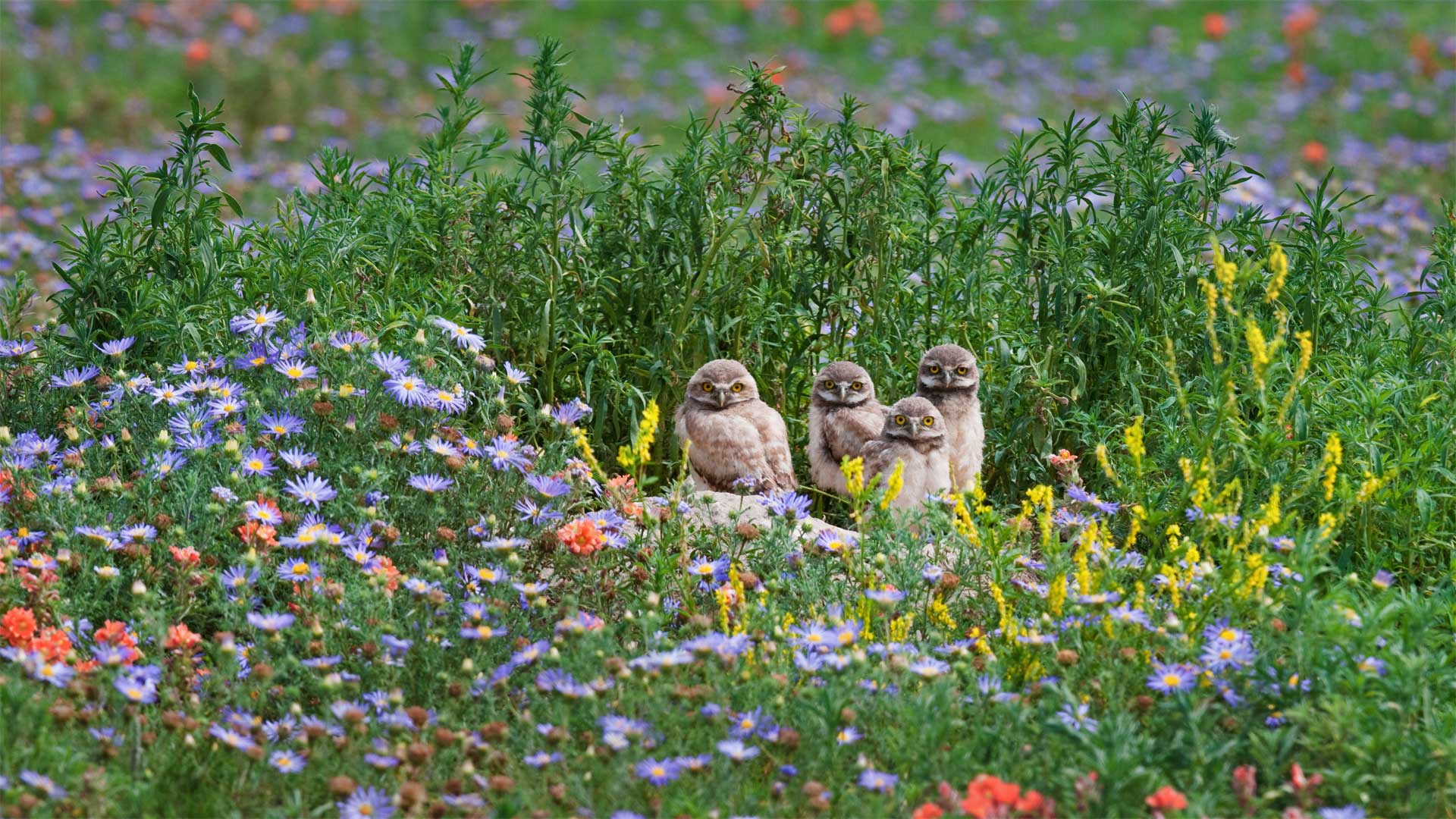Burrowing owl chicks gaze out from among flowers near the Pawnee National Grassland in Colorado (© Roberta Olenick/Alamy)(Bing United States)