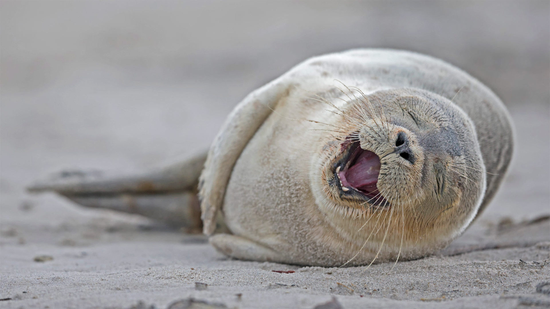 It’s our birthday too, yeah! Harbour seal pup lying on the beach, Heligoland, Germany (© Fotofeeling/Westend61/Offset)(Bing United Kingdom)