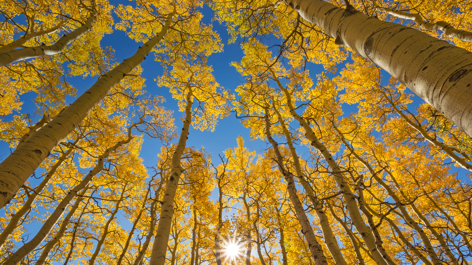 Kronendach der Espen entlang der Last Dollar Road nahe Telluride, Colorado, USA (© Grant Ordelheide/Tandem Stills + Motion)(Bing Deutschland)