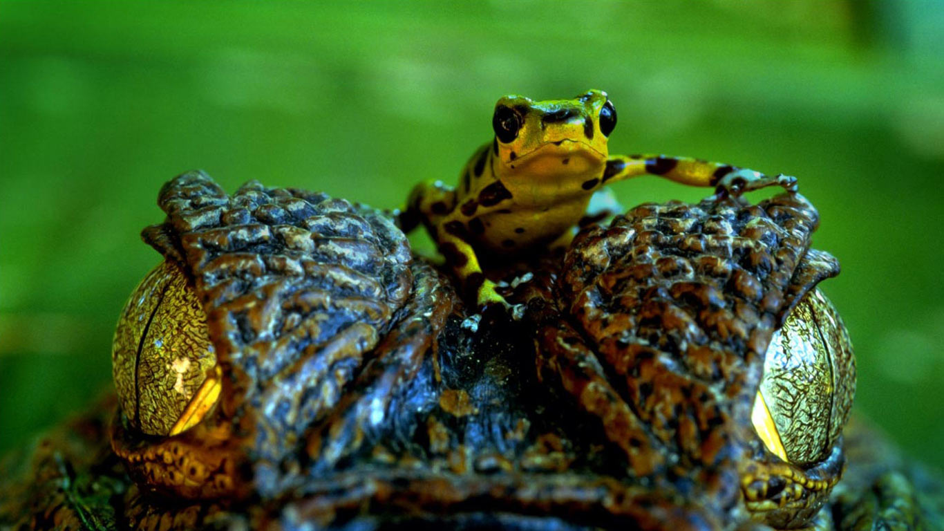 Poison arrow frog on Spectacled caiman (© Art Wolfe/Getty Images)(Bing United Kingdom)