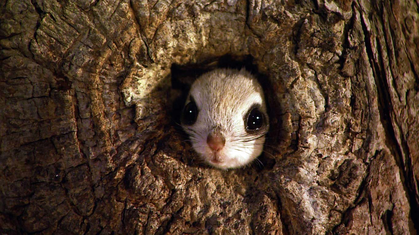 Japanese dwarf flying squirrel in Rishiri-Rebun-Sarobetsu National Park, Japan (© HTB/NHK Video Bank Creative/Getty Images)(Bing United Kingdom)