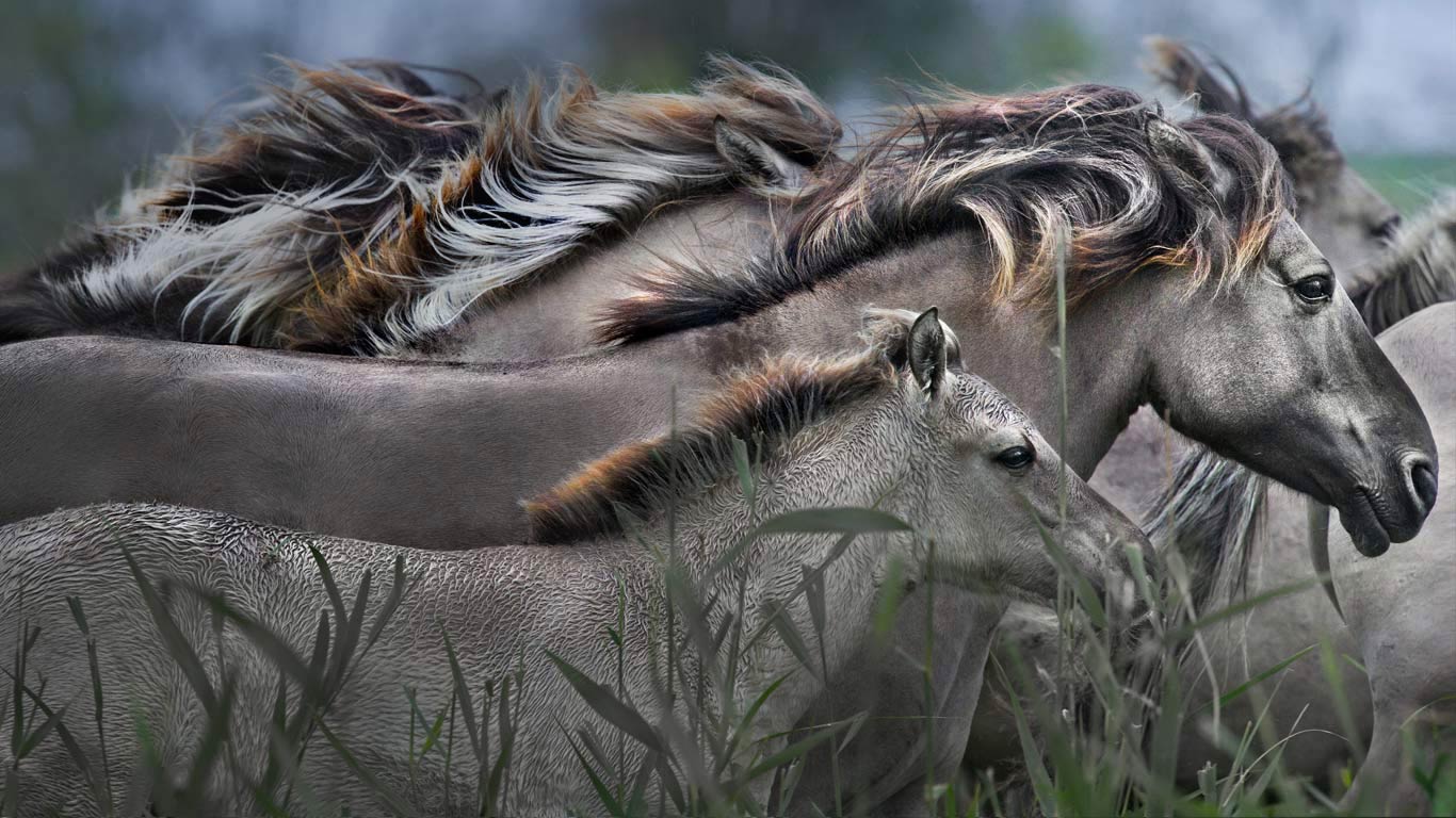 奔跑中的柯尼克马，荷兰东法尔德斯普拉森自然保护区 (© Jim Brandenburg/Minden Pictures)(Bing China)