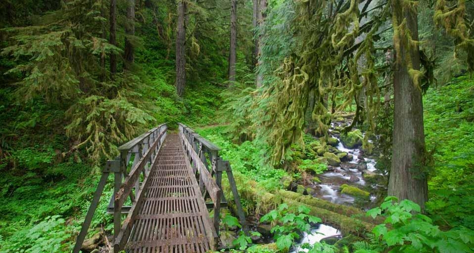 Trail in the Columbia River Gorge National Scenic Area, Oregon -- Craig Tuttle/Corbis &copy; (Bing Canada)