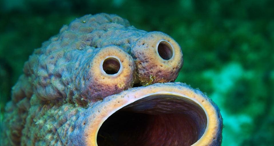 A natural face formation on a stove-pipe sponge (© Mauricio Handler/Corbis) &copy; (Bing United Kingdom)