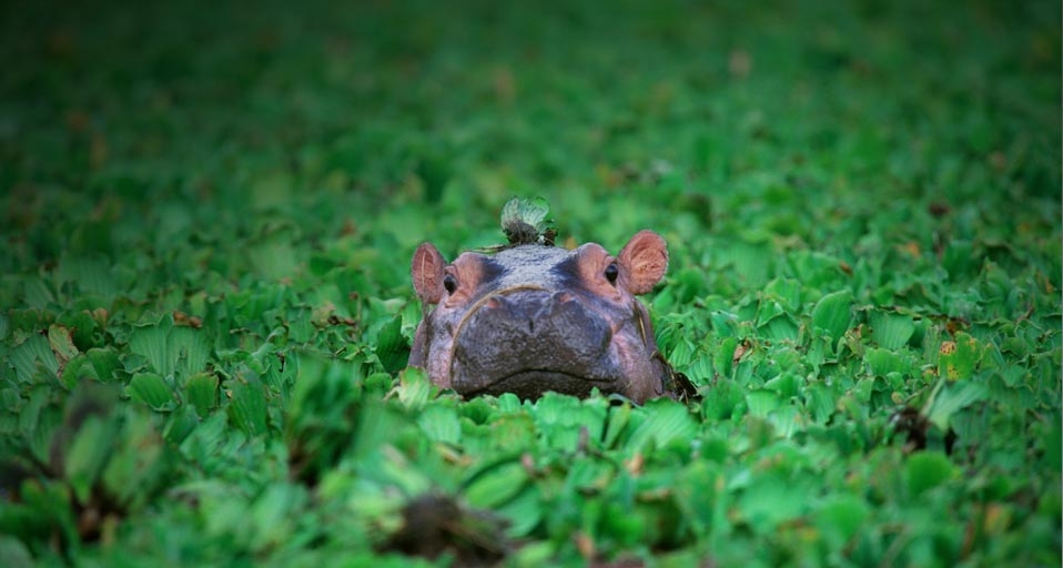 Hippo in the Grumeti River, Serengeti National Park, Tanzania -- Art Wolfe/Getty Images &copy; (Bing United Kingdom)