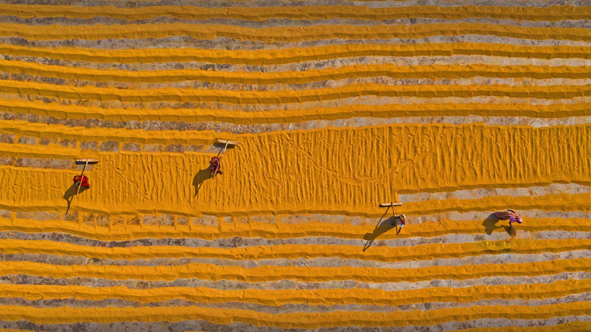 Rice laid out to dry in Dhamrai, Dhaka, Bangladesh (© Amazing Aerial Agency/Offset by Shutterstock)(Bing Canada)