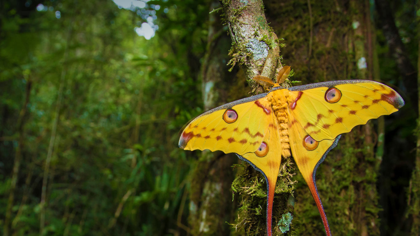 Comet moth in Ranomafana National Park, Madagascar (© Robin Hoskyns/Minden Pictures)(Bing United Kingdom)