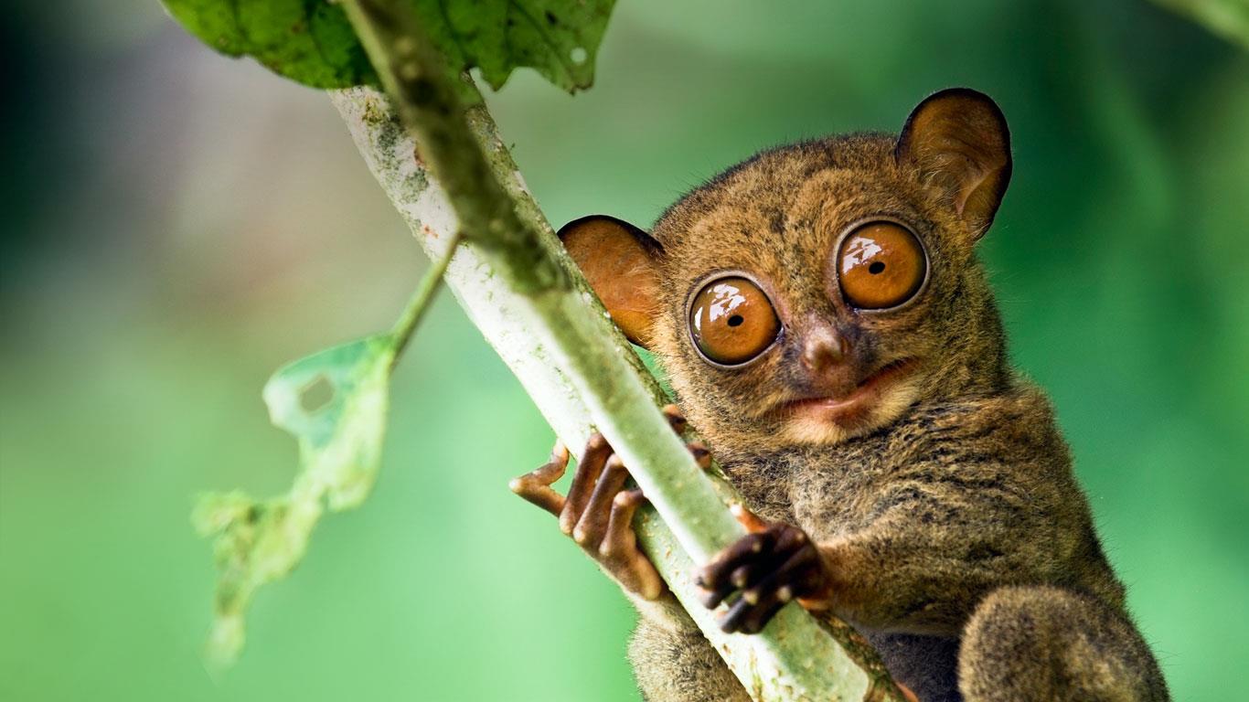 Western tarsier in a Malaysian rainforest in Danum Valley, Sabah, Borneo (© Steve Bloom Images/Alamy)(Bing United Kingdom)