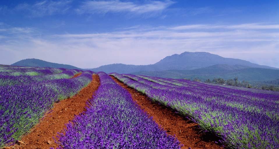 Lavender field in Tasmania, Australia -- SIME/eStock Photo &copy; (Bing Canada)