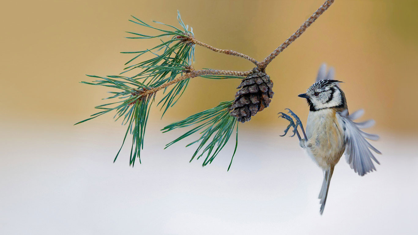 A European crested tit lands on a pine tree in France (© Emmanuel Baechler/Minden Pictures)(Bing Canada)
