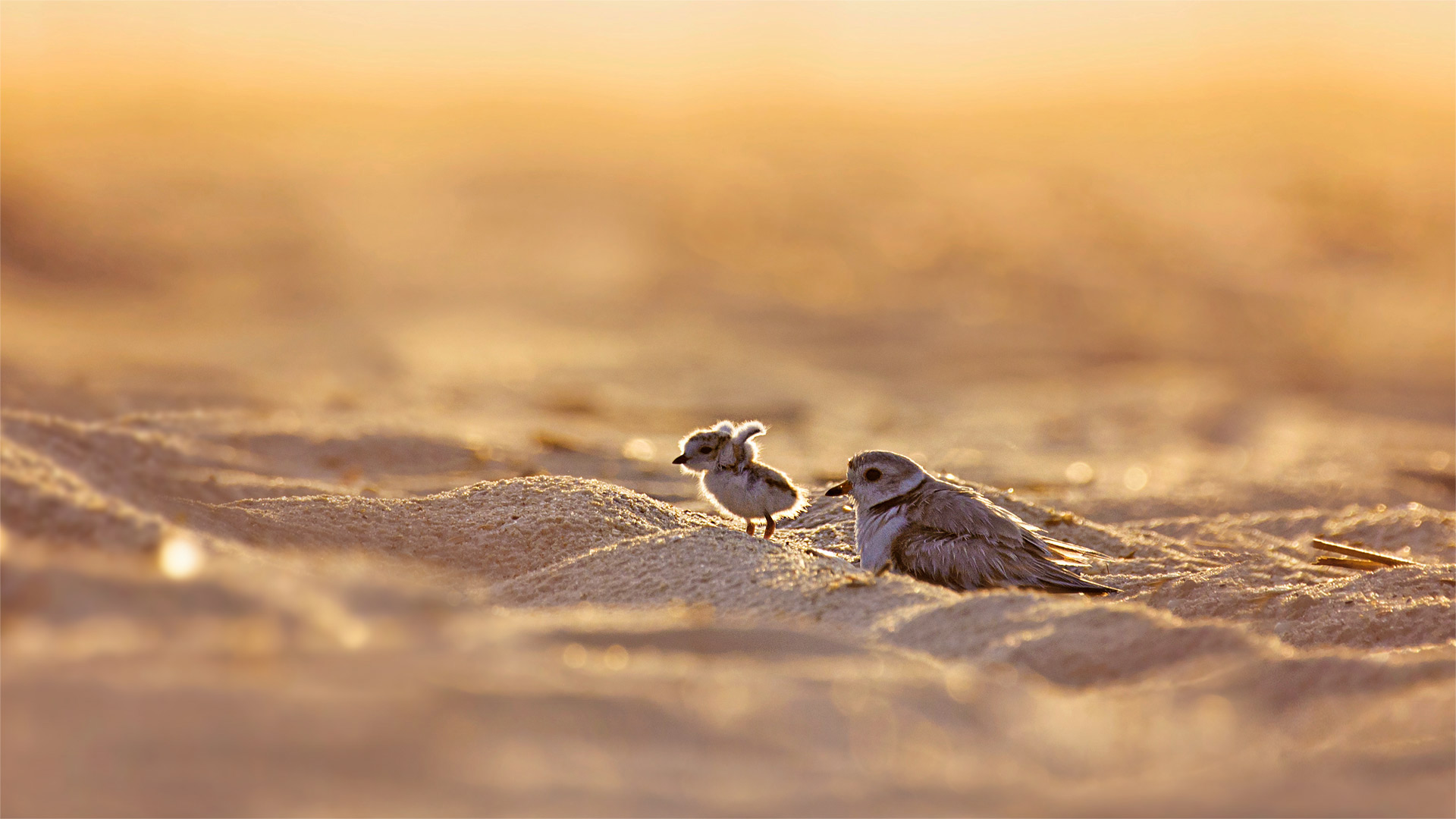 Piping plover and its chick on Jones Beach Island, New York (© Vicki Jauron/Getty Images)(Bing Canada)