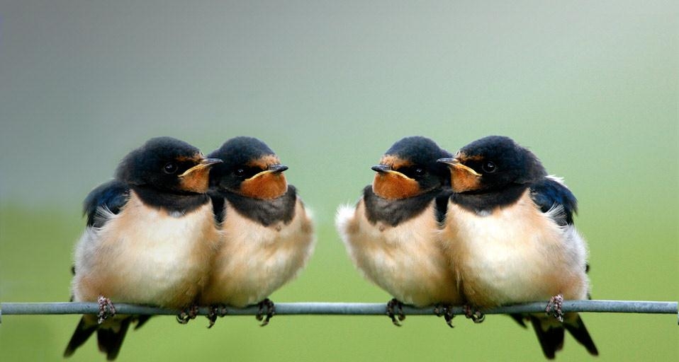 Group of barn swallows, Wales (© David Slater/Aurora Photos) &copy; (Bing United Kingdom)