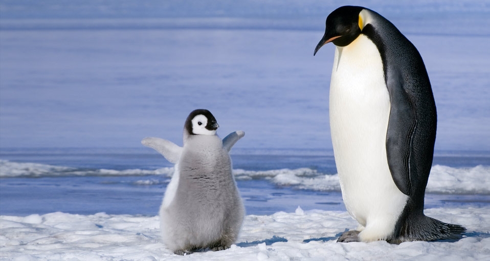 Young emperor penguin (Aptenoytes forsteri) chick and adult, Snow Hill Island, Weddell Sea, Antarctica -- Wayne Lynch/Corbis &copy; (Bing United Kingdom)