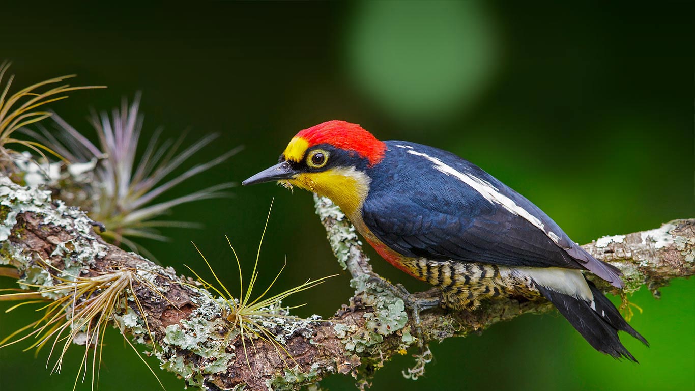 A yellow-fronted woodpecker in Brazil (© Rafael Guadeluppe/Getty Images)(Bing United Kingdom)