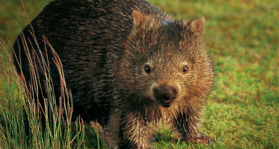 Common wombat wet with morning dew in Mt William National Park, Tasmania, Australia (© Peter Walton Photography/Photolibrary) &copy; (Bing Australia)