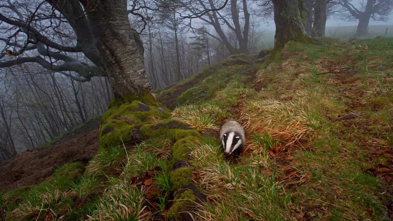 A badger foraging in the Black Forest, Germany (© Klaus Echle/Minden Pictures)(Bing United Kingdom)