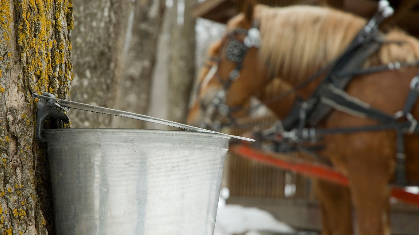 Bucket colleting sap used for the production of maple syrup. (© AK2/Getty Images)(Bing Canada)