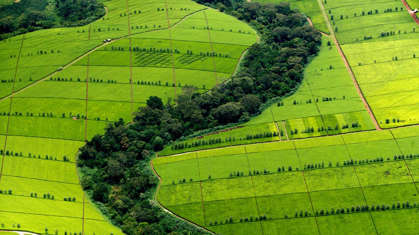 Tea plantation in Kericho County, Kenya (© Yann Arthus-Bertrand/Getty Images)(Bing United Kingdom)