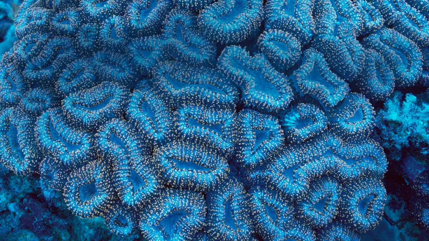 Fluorescing coral off the coast of Palau (© Norbert Wu/Corbis)(Bing United Kingdom)