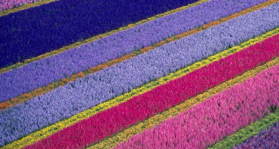 Flower farm in Lompoc, California, USA (© Craig Aurness/Corbis) &copy; (Bing United Kingdom)