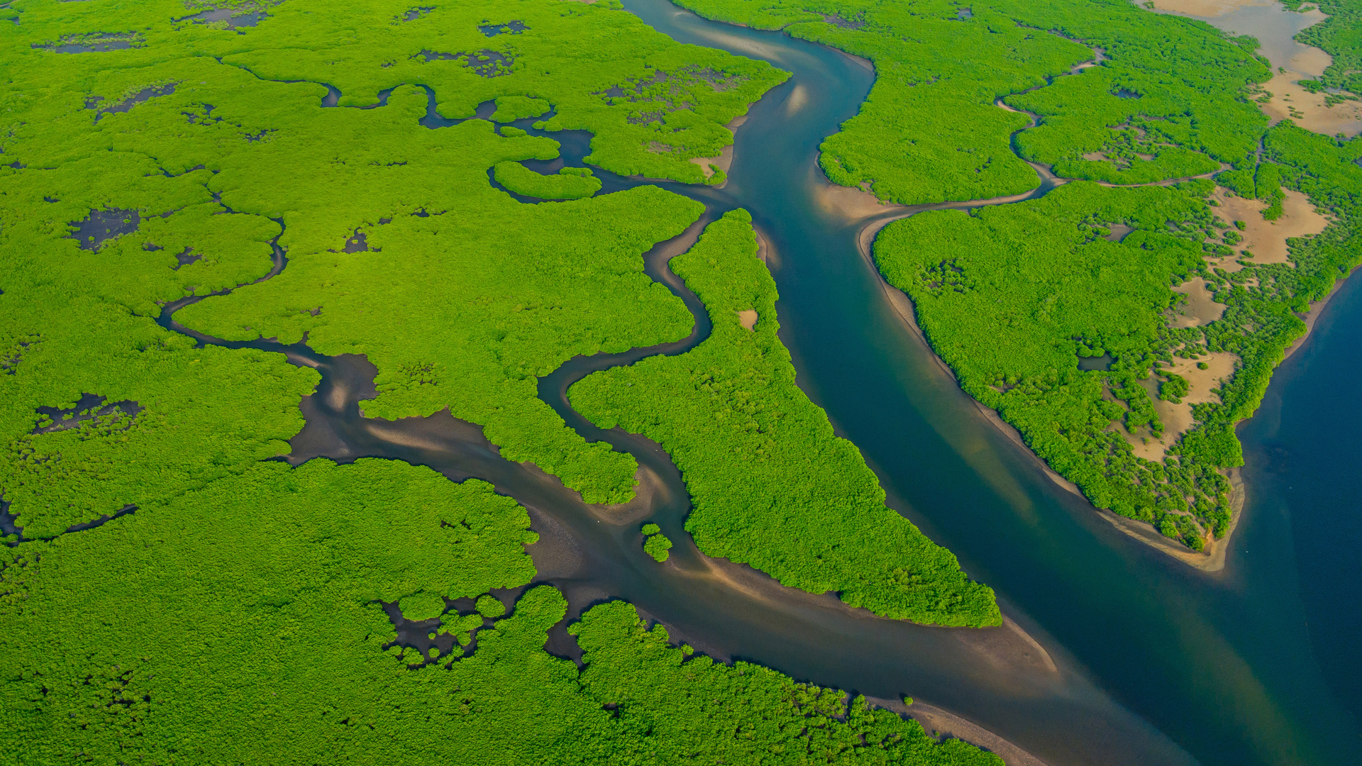 Aerial view of the Amazon River in Brazil (© Curioso.Photography/Shutterstock)(Bing United Kingdom)