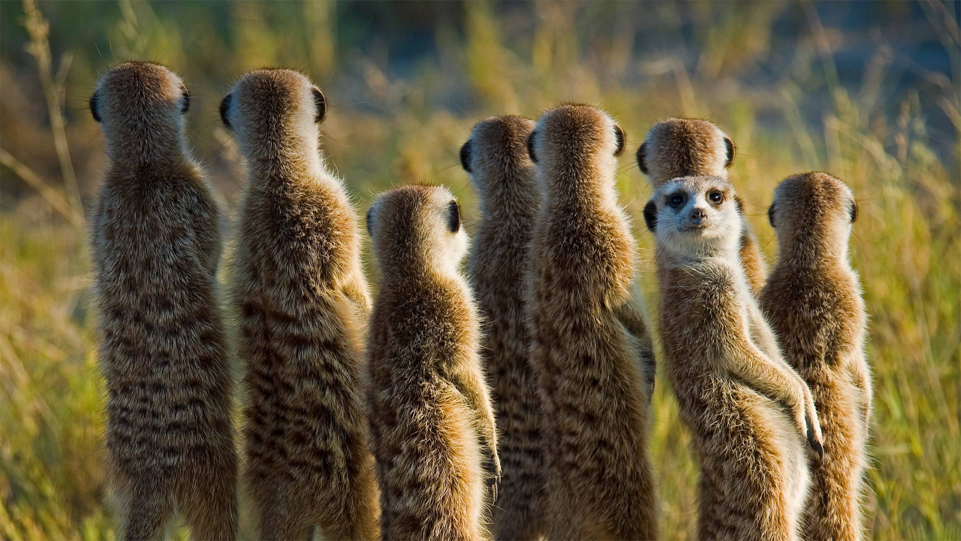 Meerkats in the Kalahari Desert in Botswana (© Aluma Images/Getty Images)(Bing United Kingdom)