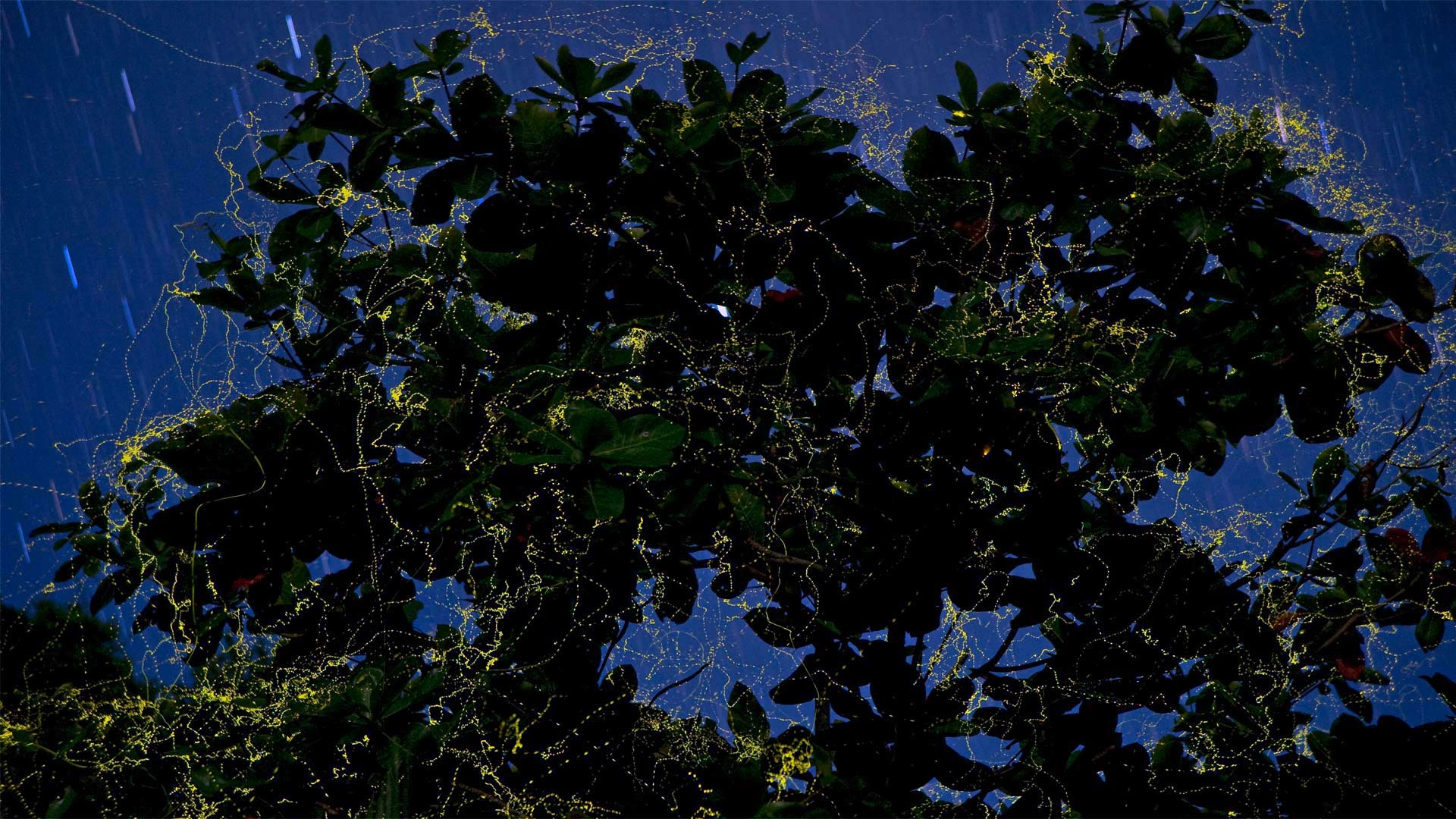 Fireflies surround an Indian almond tree in Camarines Sur, Luzon, Philippines (© Jurgen Freund/Minden Pictures)(Bing United Kingdom)
