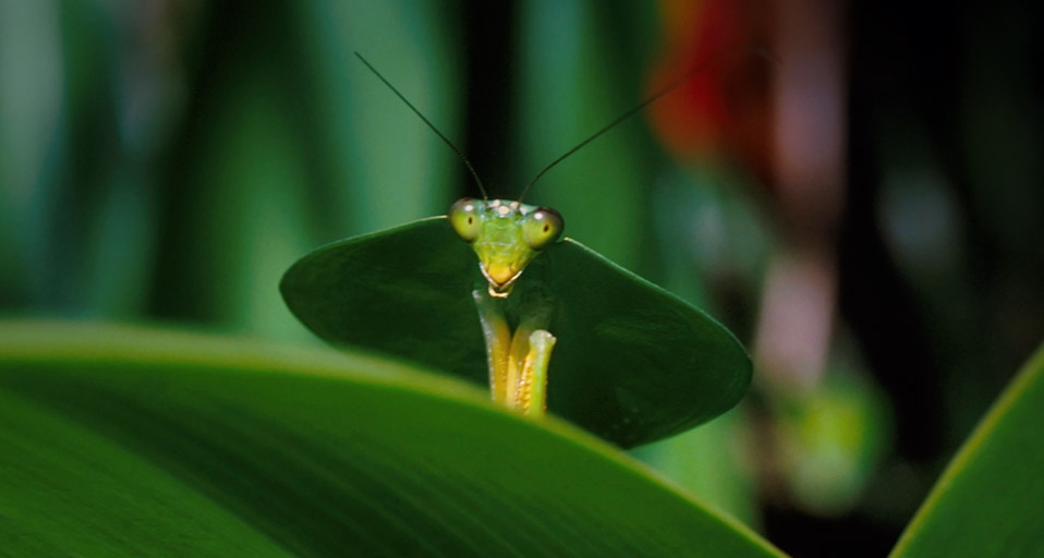 Green leaf mantis (© Norbert Wu/Corbis) &copy; (Bing United Kingdom)