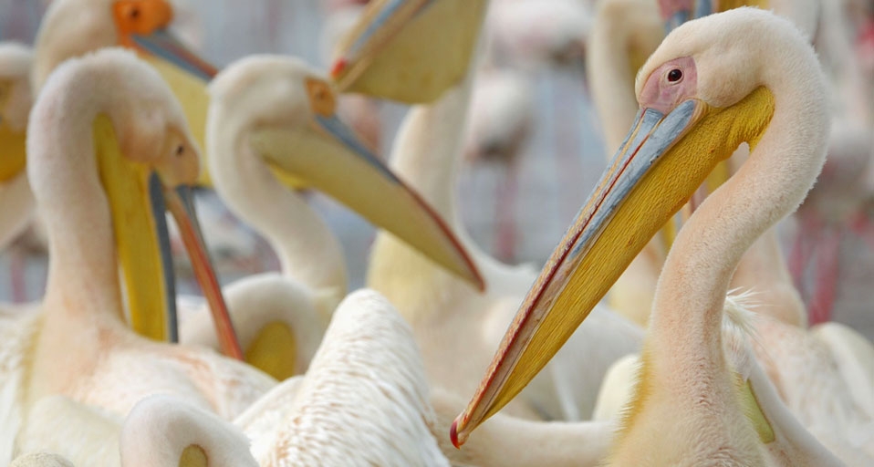 White Pelicans on  Lake Nakuru, Kenya -- Werner Bollmann/age fotostock &copy; (Bing United Kingdom)