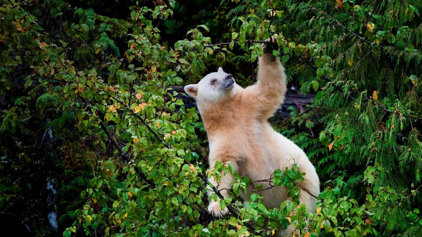 Kermode bear in Great Bear Rainforest (North and Central Coast), British Columbia, Canada (© Ocean/Corbis)(Bing United Kingdom)