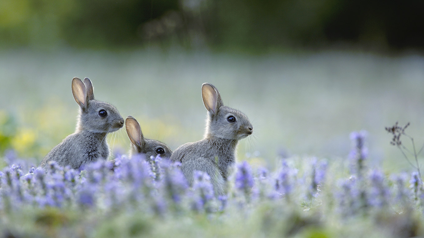 Lapins de garenne ou messagers de Pâques pour les enfants (© Remy Courseaux/Minden Pictures)(Bing France)