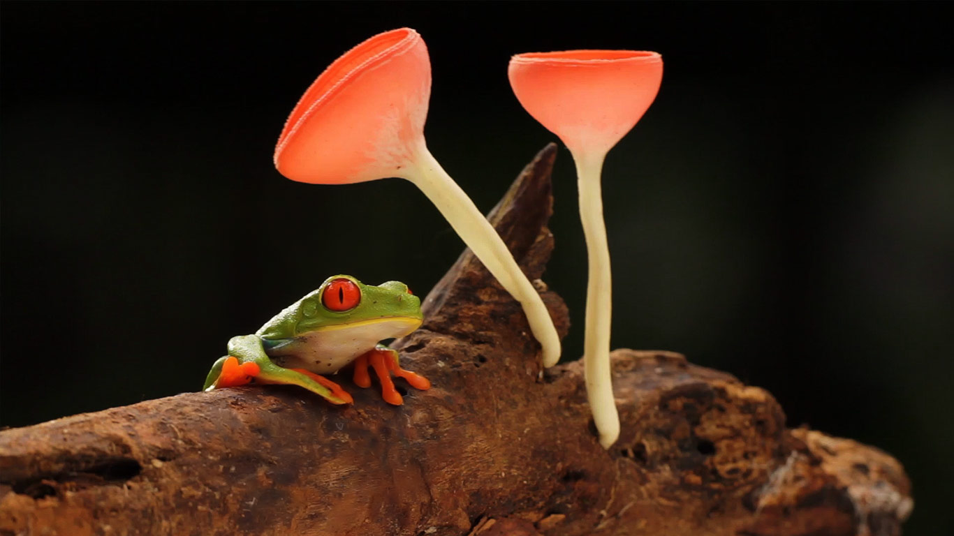 Red-eyed or gaudy leaf frog with mushrooms, in the rainforest of Selva Verde, Costa Rica (© Tandem Stock)(Bing United Kingdom)