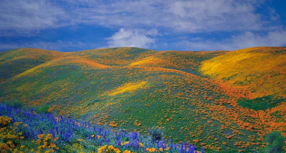 Spring wildflowers in Antelope Valley, California  -- Ron and Patty Thomas/Getty Images &copy; (Bing United Kingdom)