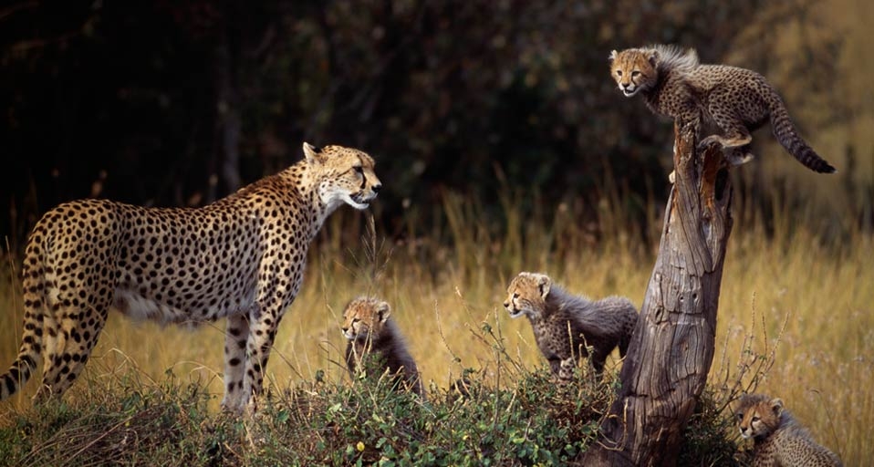 Gepardenmutter mit vier Jungen im Masai Mara-Reservat, Kenia – DLILLC/Corbis &copy; (Bing Germany)