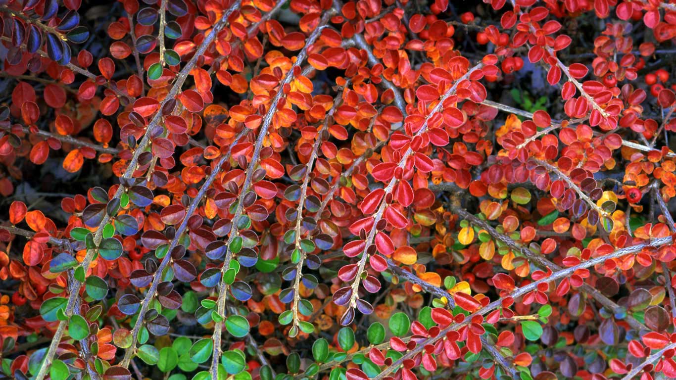 Fall-colored leaves of cotoneaster plant (© Steve Terrill/Danita Delimont)(Bing United States)