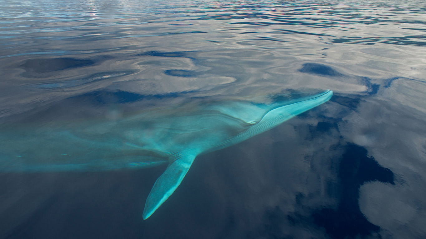 A fin whale in the waters off the Azores (© Luis Quinta/Minden Pictures)(Bing United Kingdom)