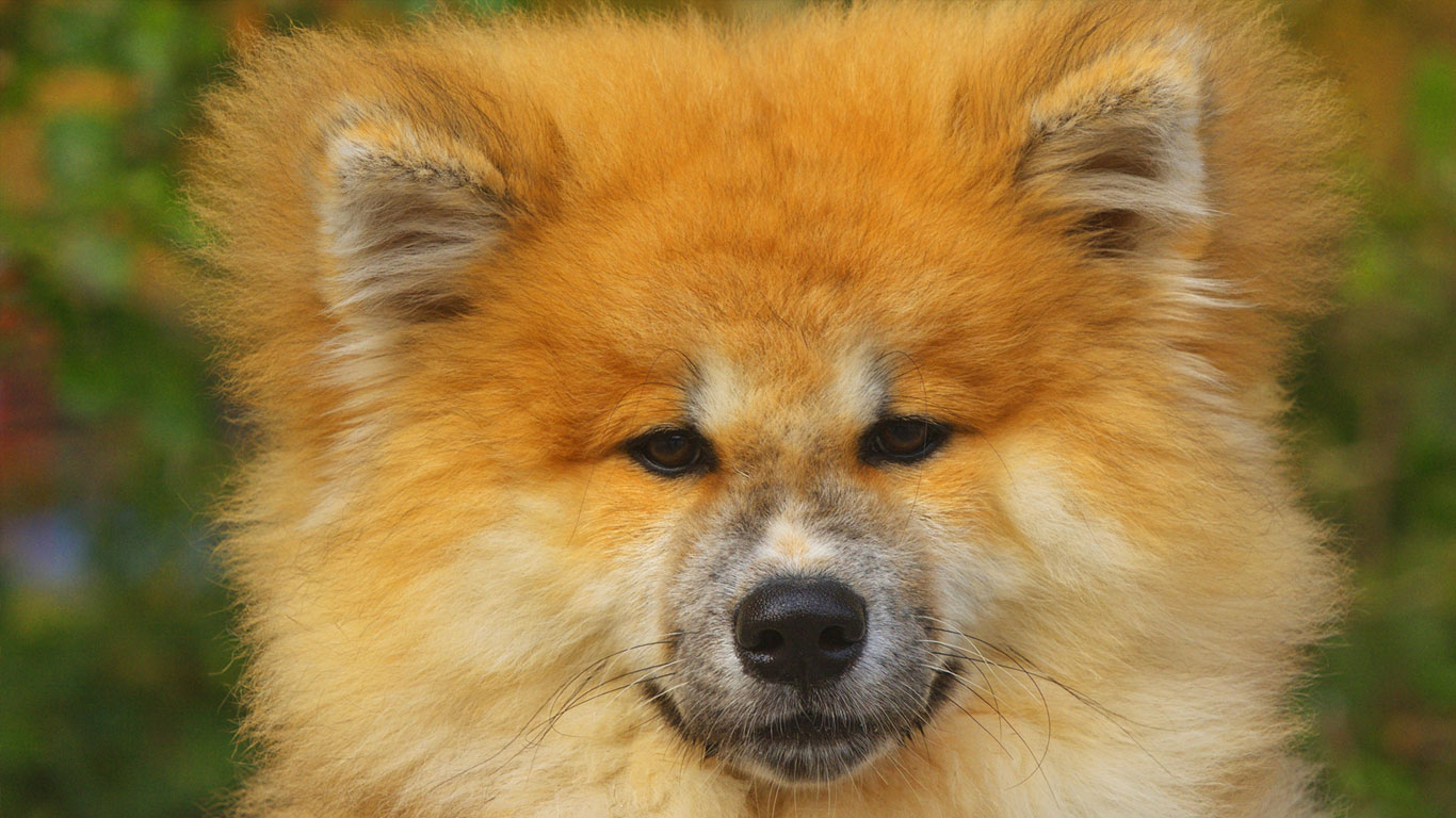 ｢秋田犬｣ (© B. Rainer/Blickwinkel/age fotostock)(Bing Japan)