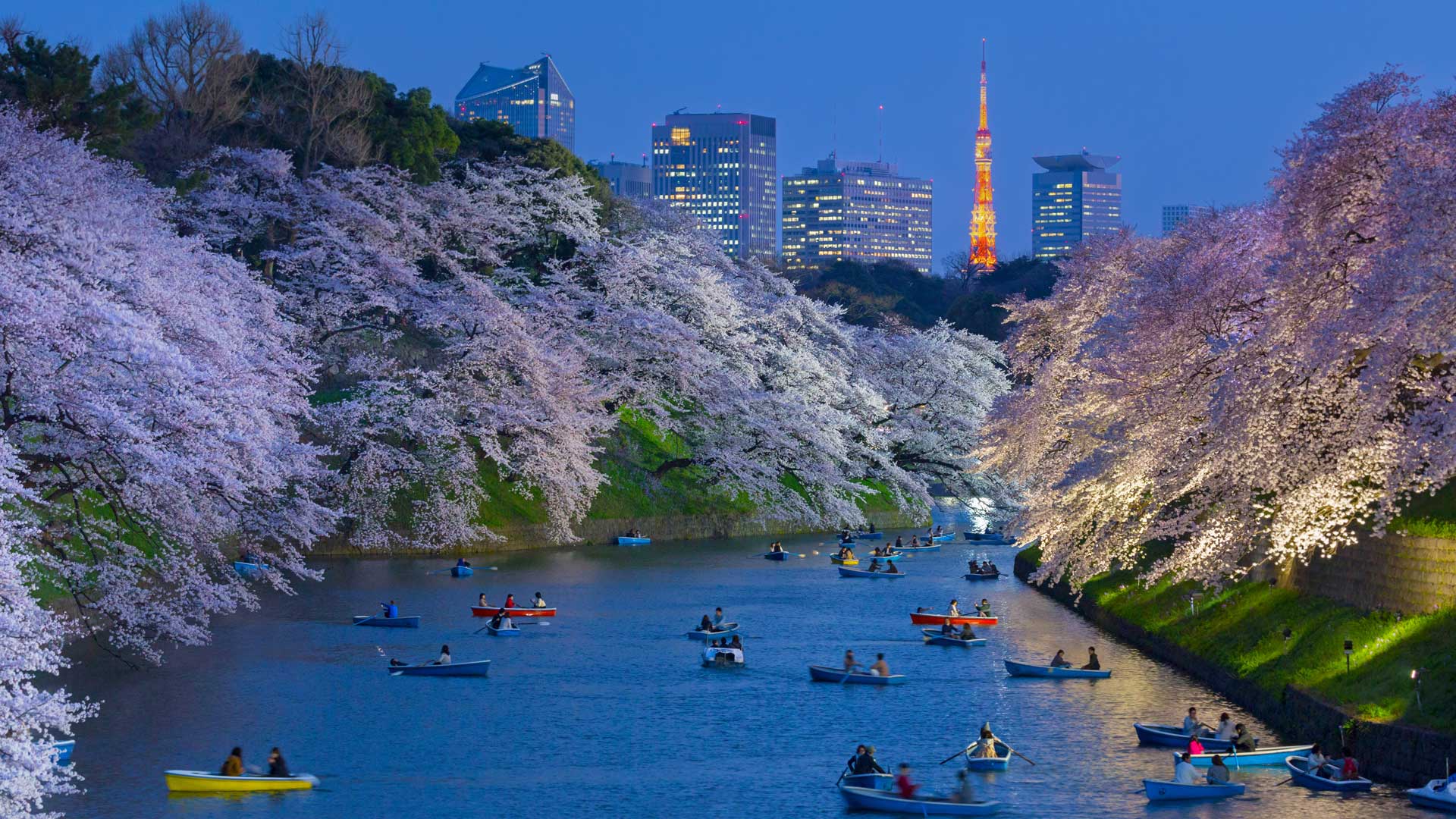 以东京塔为背景皇宫附近盛开的樱花，日本东京 (© Jon Arnold/Danita Delimont)(Bing China)