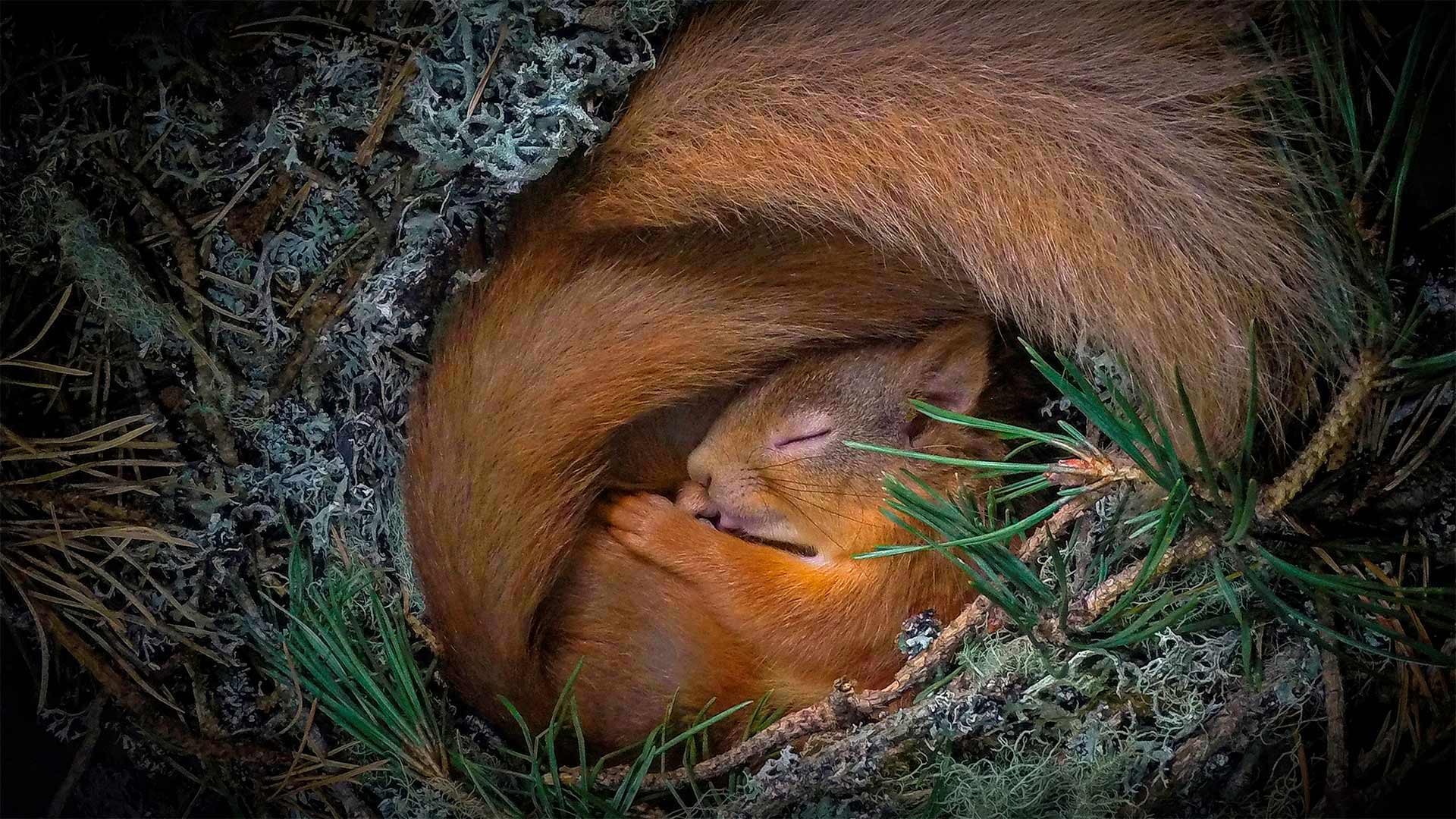 Eichhörnchen in einem Nest aus Flechten und Tannennadeln, Highlands, Schottland, Vereinigtes Königreich (© Neil Anderson/Minden Pictures)(Bing Deutschland)