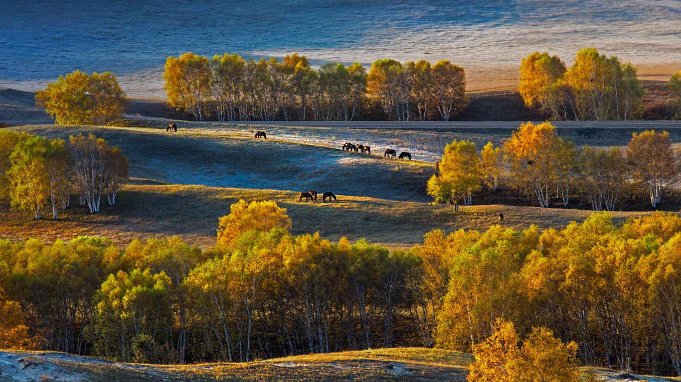 Birch trees on the Bashang Plateau, China (© Aaron Ng Photography/Getty Images)(Bing United Kingdom)