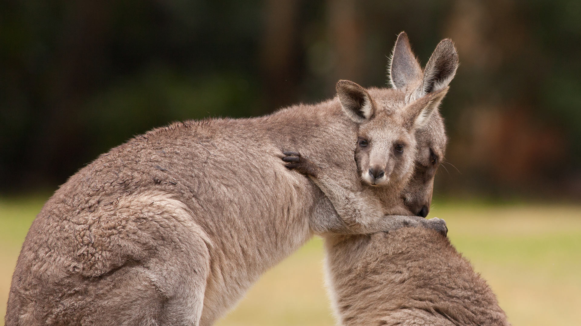Mother and baby kangaroos hugging (© Belle Ciezak/Shutterstock)(Bing New Zealand)